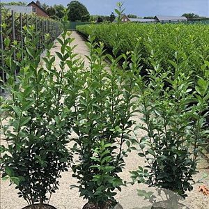 Ligustrum ovalifolium 80-100 cm 7,5L