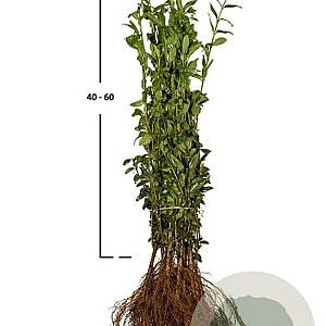 Ligustrum vulgare 60-100 cm wortelgoed 0/2r 3-5 tak