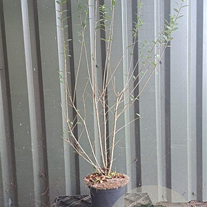 Ligustrum vulg. 'Atrovirens' 60-80 cm 5,0L