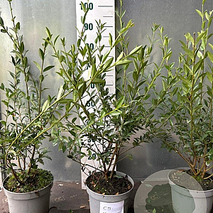 Ligustrum vulg. 'Atrovirens' 60-80 cm 5,0L