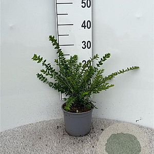 Lonicera nit. 'Maigrün' 30-40 cm 2,0L