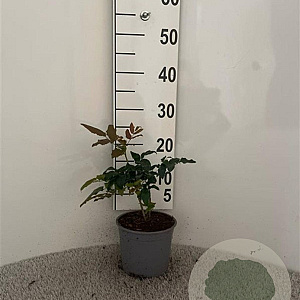 Mahonia aquifolium 20-30 cm 2,0L