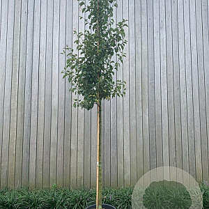 Malus 'Evereste' 10-12 HO 50L