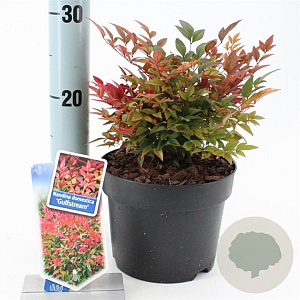 Nandina d. 'Gulf Stream' 20-25 cm 2,0L