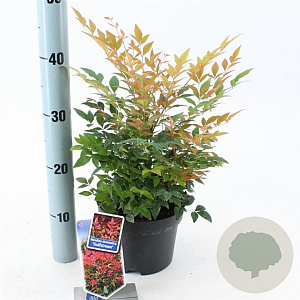 Nandina d. 'Gulf Stream' 20-25 cm 2,0L