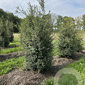 Osmanthus burkwoodii 175-200 cm draadkluit