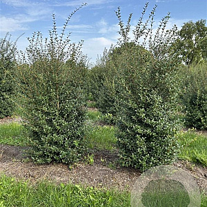 Osmanthus burkwoodii 175-200 cm draadkluit