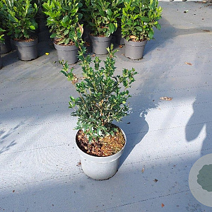 Osmanthus heterophyllus 60-80 cm 10L