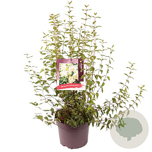 Philadelphus 'Lemoinei' 80-100 cm 7,5L