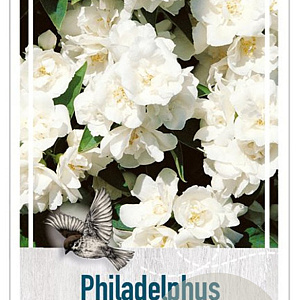 Philadelphus 'Manteau d'Hermine' 30-40 cm 3,0L