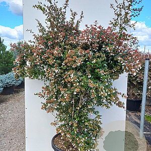 Abelia grandiflora 175-200 cm 50L