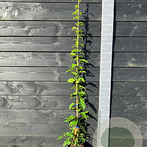 Actinidia a. 'Issai' 150-175 cm vierkant rond 5,5L