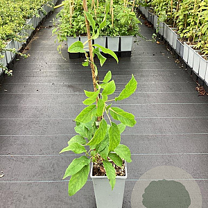Actinidia a. 'Issai' 50-60 cm C1.5