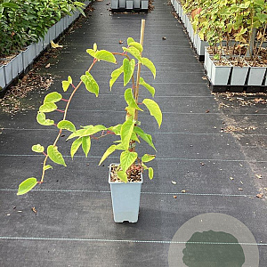 Actinidia a. 'Ken's Red' GM C1.5