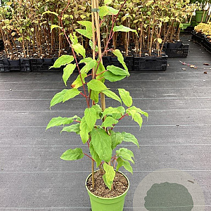 Actinidia a. 'Red Jumbo' GM C3