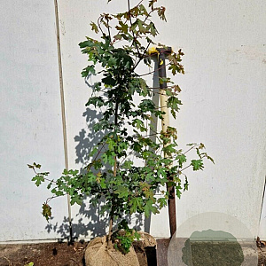Acer campestre 100-125 cm met kluit