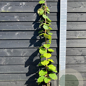 Actinidia deliciosa 'Jenny' 150-175 cm vierkant rond 5,5L