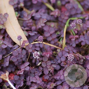 Acaena inermis 'Purpurea' GM P9