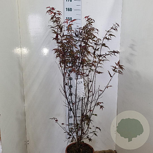 Acer pal. 'Atropurpureum' 125-150 cm 15L