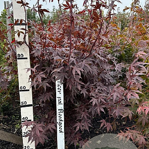 Acer pal. 'Bloodgood' 100-125 cm met kluit