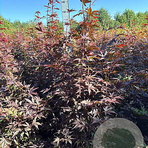 Acer pal. 'Bloodgood' 125-150 cm met kluit