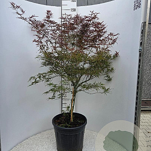 Acer pal. 'Garnet' 100-125 cm 25L