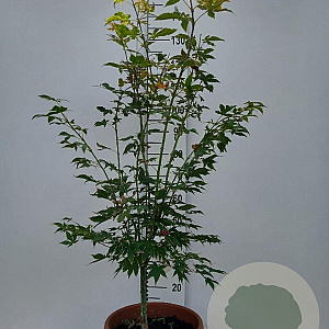 Acer pal. 'Osakazuki' 100-125 cm 15L