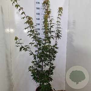 Acer pal. 'Osakazuki' 125-150 cm 15L