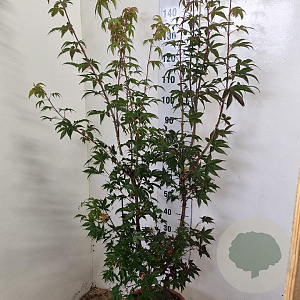 Acer pal. 'Osakazuki' 125-150 cm 15L