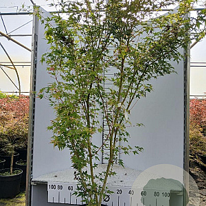 Acer pal. 'Sangokaku' 150-175 cm 25L