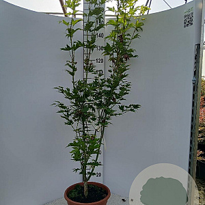 Acer shirasawanum 'Jordan' 125-150 cm 15L