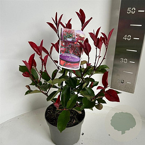 Photinia fraseri 'Camilvy' 20-30 cm 2,0L