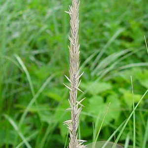 Ammophila breviligulata GM P9