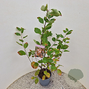 Amelanchier lamarckii 80-100 cm 4,5L