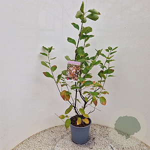 Amelanchier lamarckii 80-100 cm 4,5L