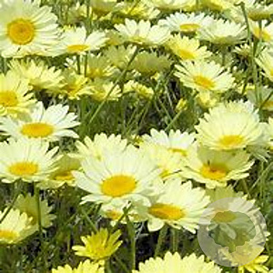 Anthemis hyb. 'Wargrave' GM P9