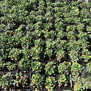 Arabis caucas. 'Snowcap' GM P9