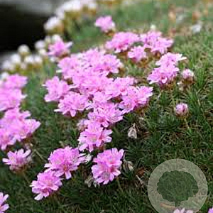 Armeria jun. 'Sugar Baby' GM P9