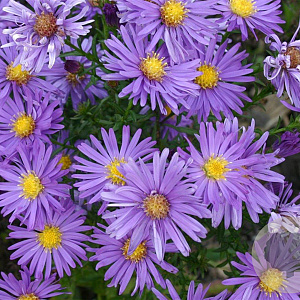 Aster (D) 'Blaue Lagune' GM P9