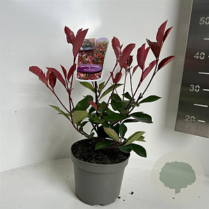Photinia fraseri 'Red Robin' 30-40 cm P17