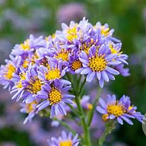 Aster tataricus GM P9