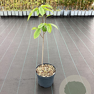 Asimina triloba 60-80 cm 3,0L