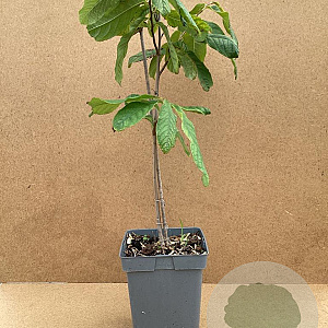 Asimina triloba 60-80 cm 5,0L