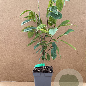 Asimina triloba 'Sunflower' 80-100 cm 5,0L