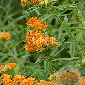 Asclepias tuberosa GM P9