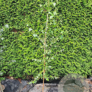 Betula pendula 200-250 cm 7,5L Gestokt