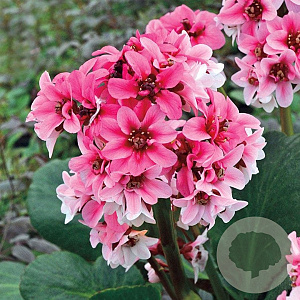 Bergenia 'Sakura' GM P9