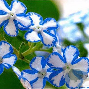Brunnera macr. 'Starry Eyes' GM P9