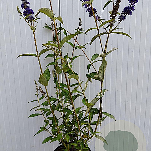 Buddleja d. 'Black Knight' 80-100 cm 5,0L