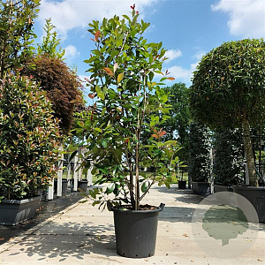 Photinia fraseri 'Red Robin' 150-175 cm 20L